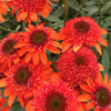Echinacea x 'Moab Sunset' ~ Moab Sunset Coneflower