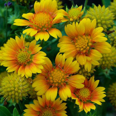 Gaillardia x aristata 'Arizona Apricot' ~ Arizona Apricot Blanket Flower
