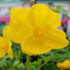 Stylophorum diphyllum ~ Celandine Poppy