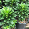 Euphorbia amygdaloides var. robbiae ~ Wood Spurge