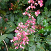 Heuchera 'Bressingham Hybrids' ~ Bressingham Hybrids Coral Bells