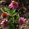 Echinacea purpurea 'Kim's Knee High' ~ Kim's Knee High Echinacea, Coneflower