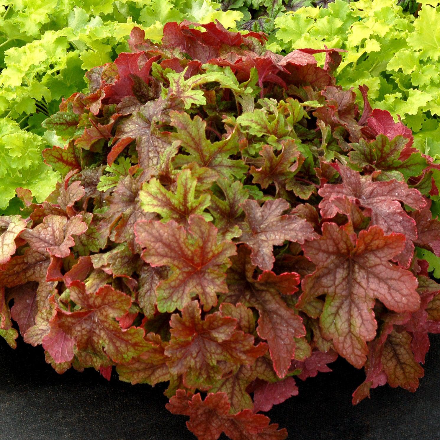 TERRA NOVA Heucherella Alabama Sunrise - Thumbnail 3