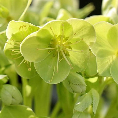 Helleborus x nigercors 'Snow Love' ~ Winter Magic™ Snow Love Lenten Rose