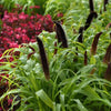 Pennisetum glaucum 'Jade Princess' ~ Jade Princess Ornamental Millet