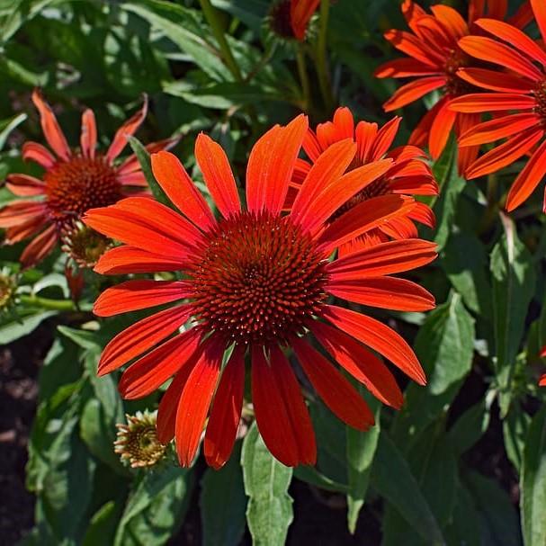 Echinacea 'Tomato Soup' ~ Tomato Soup Echinacea, Coneflower – Riverbend  Nursery