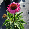 Echinacea 'Solar Flare' ~ Big Sky™ Solar Flare Coneflower