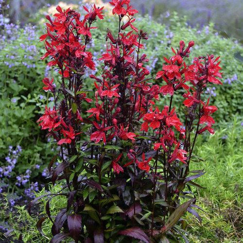 Lobelia x speciosa 'Vulcan Red' ~ Vulcan Red Cardinal Flower