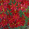 Coreopsis verticillata 'Hot Paprika' ~ Sizzle & Spice® Hot Paprika Coreopsis