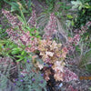 Heuchera x 'Marmalade' ~ Marmalade Coral Bells