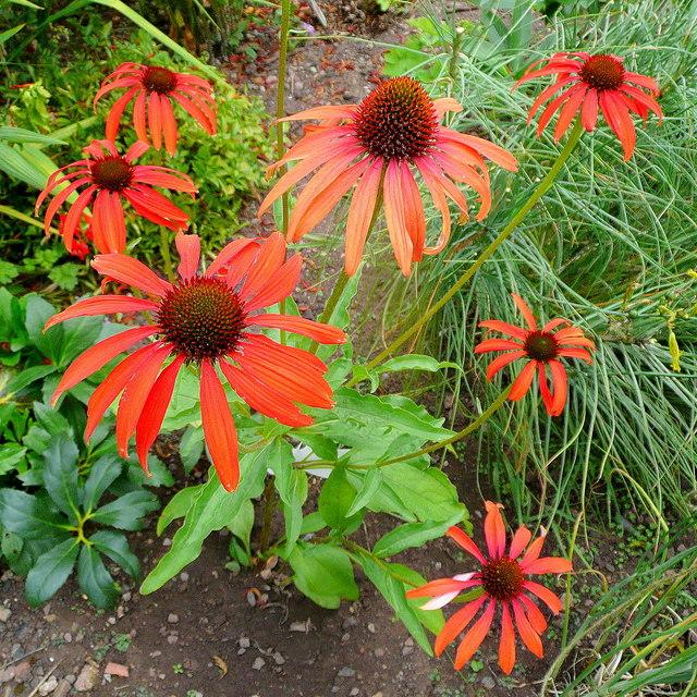 Echinacea 'Tomato Soup' ~ Tomato Soup Echinacea, Coneflower – Riverbend  Nursery