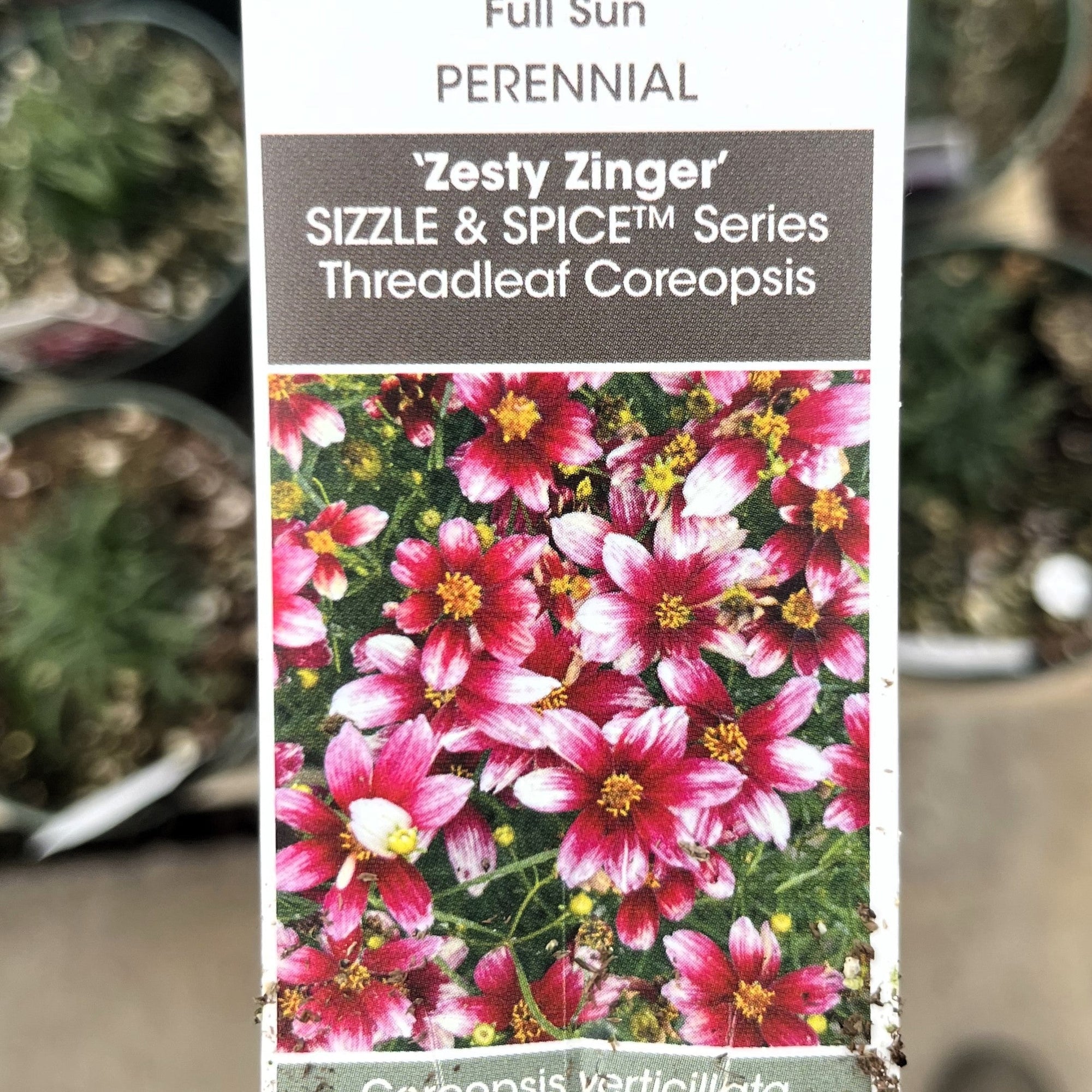 Coreopsis verticillata 'Zesty Zinger' ~ Sizzle & Spice® Zesty Zinger Coreopsis