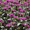 Monarda 'Rockin Raspberry' PP28752 ~ Sugar Buzz® Rockin Raspberry Bee Balm