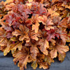 Heucherella 'Buttered Rum' ~ Buttered Rum Foamy Bells