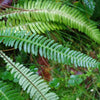 Struthiopteris spicant ~ Deer Fern, Hard Fern
