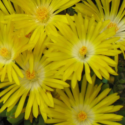 Delosperma nubigenum ‘WOWD20111’ ~ WOW® Golden Wonder Ice Plant