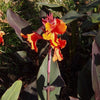 Canna x generalis 'Bronze Orange' ~ CANNOVA® Bronze Orange Canna Lily