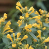 Agastache x hybrida 'Arizona Sun' ~ Arizona Sun Mint, Hyssop