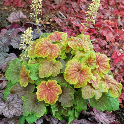 Heuchera ‘Delta Dawn’ ~ Delta Dawn Coral Bells