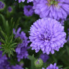 Aster novi-belgii 'Henry III Purple' ~ Henry III™ Purple Aster