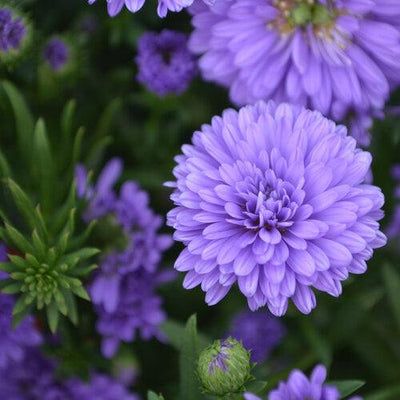 Aster novi-belgii 'Henry III Purple' ~ Henry III™ Purple Aster