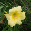 Hemerocallis 'Fragrant Returns' ~ Fragrant Returns Daylily