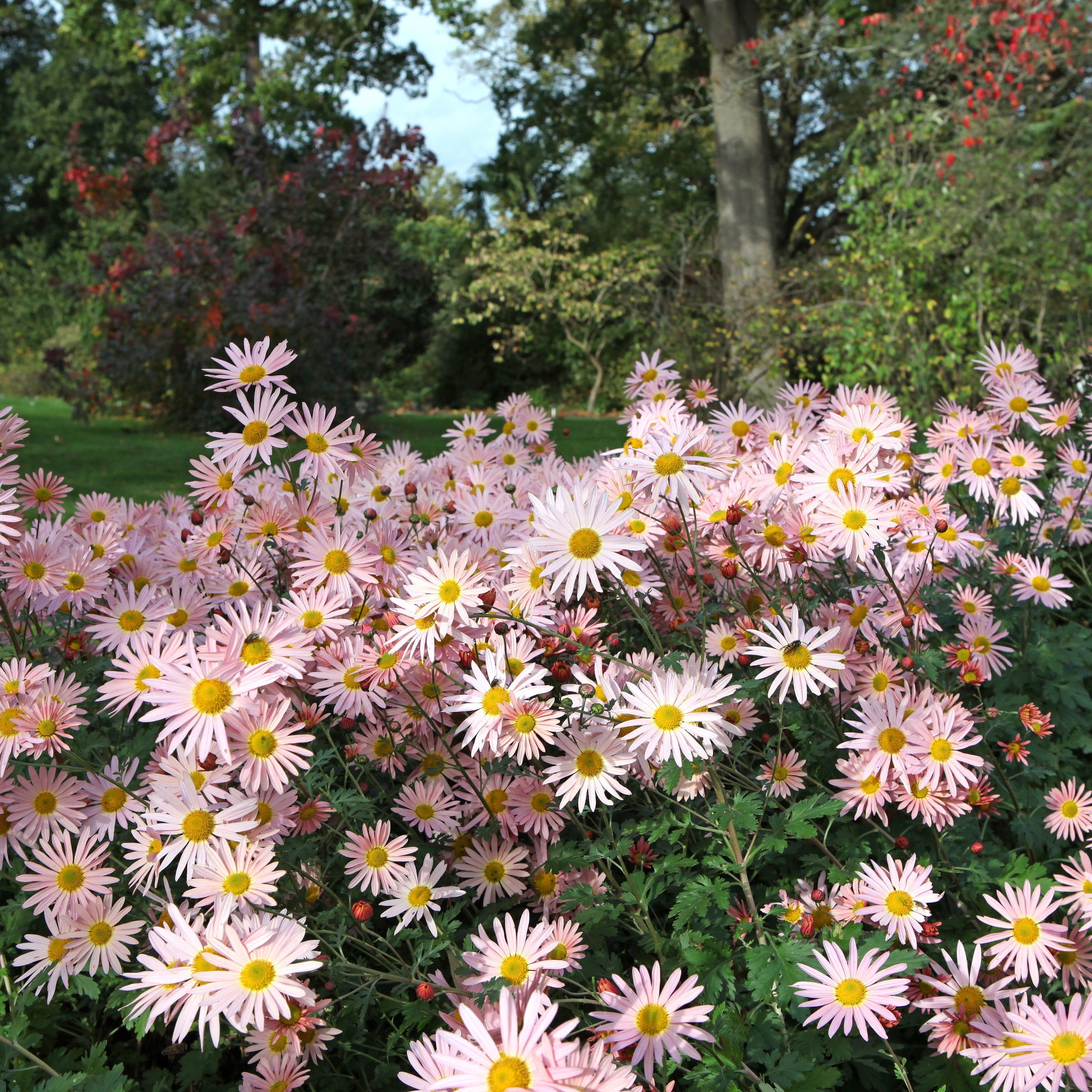 sheffield pink chrysanthemum seeds and plants Dendrathema 'Hillside Pink Sheffield' ~ Hillside Pink Sheffield Garden –  Riverbend Nursery