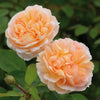 Rosa 'Ausbrass' ~ The Lady Gardener® Rose