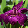 Iris 'Black Gamecock' ~ Black Gamecock Louisiana Iris