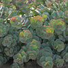 Sedum sieboldii ~ October Daphne Stonecrop