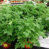 Pelargonium graveolens 'Citronella' ~ Citronella Scented Geranium