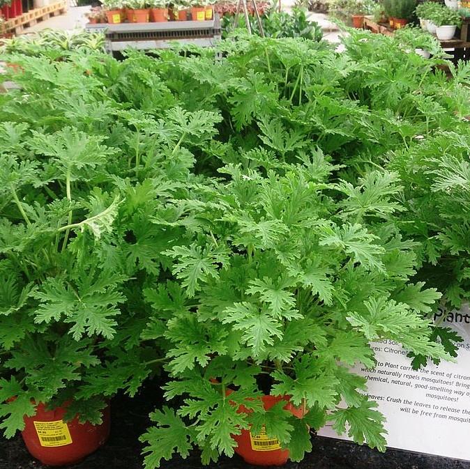 Pelargonium graveolens 'Citronella' ~ Citronella Scented Geranium   Riverbend Nursery