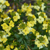 Erysimum cheiri 'Sugar Rush Primrose' ~ Sugar Rush™ Primrose Wallflower