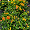 Lantana camara 'Miss Huff' ~ Miss Huff Lantana