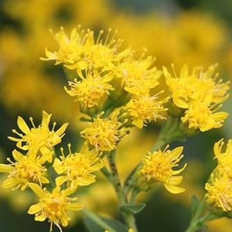 Solidago 'Dansolitlem' ~ Little Lemon Goldenrod