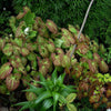 Epimedium versicolor 'Sulphureum' ~ Sulphureum Bishop's Hat