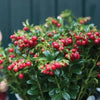 Vaccinium vitus-idaea 'Red Candy' ~ Red Candy Lingonberry