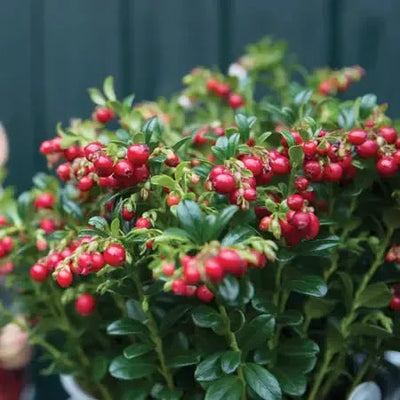 Vaccinium vitus-idaea 'Red Candy' ~ Red Candy Lingonberry