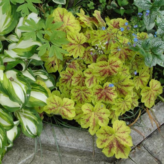 TERRA NOVA Heucherella Alabama Sunrise - Thumbnail 5