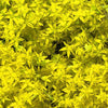 Sedum x 'Czar's Gold' ~ Czar's Gold Stonecrop