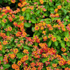Lantana camara 'Moni' ~ Confetti™ Spreading Lantana