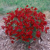 Coreopsis verticillata 'Hot Paprika' ~ Sizzle & Spice® Hot Paprika Coreopsis
