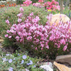 Gaura lindheimeri 'Sme-2' ~ Passionate Blush™ Gaura