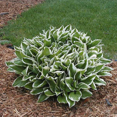 Hosta 'Mediovariegata' ~ Mediovariegata Hosta