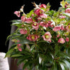Helleborus x hybridus JWLS ‘Dacaya’ ~ Dacaya Lenten Rose