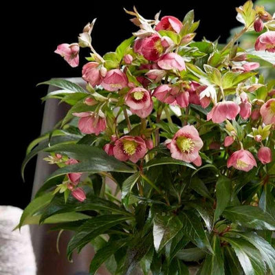 Helleborus x hybridus JWLS ‘Dacaya’ ~ Dacaya Lenten Rose