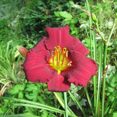 Hemerocallis 'Ruby Stella' ~ Ruby Stella D'Oro Daylily