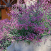 Salvia leucantha 'Santa Barbara' PP #12,949 ~ Santa Barbara Mexican Bush Sage