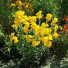 Erysimum cheiri 'Sugar Rush Yellow' ~ Sugar Rush™ Yellow Wallflower