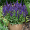 Salvia 'Violet Riot' ~ Color Spires® Violet Riot Salvia